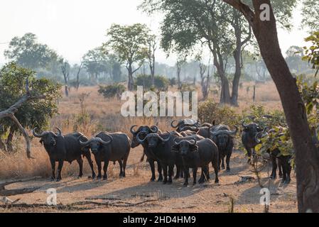 A herd of cape buffalo in South Luangwa National Park, Zambia Stock Photo