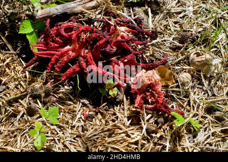 Clathrus archeri (octopus stinkhorn, devil's fingers) is a fungus which covered with olive-brown slimy gleba, containing spores, that attracts flies. Stock Photo