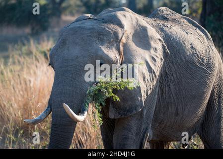 An elephant eating some acacia leaves at South Luangwa National Park, Zambia Stock Photo