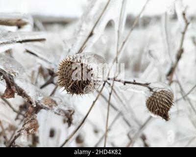 Glaze ice on frozen plant on ice storm in winter field Stock Photo