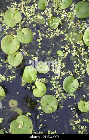 Hydrocharis morsus-ranae, known as Frogbit, European Frog-bit and European Frog’s-bit, wild free-floating water plant from Finland Stock Photo