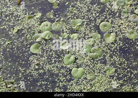 Hydrocharis morsus-ranae, known as Frogbit, European Frog-bit and European Frog’s-bit, wild free-floating water plant from Finland Stock Photo