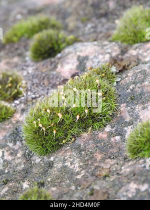 Grimmia muehlenbeckii, a tufted rock moss from Finland with no common English name Stock Photo