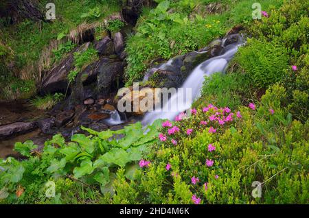 Blooming rhododendron bush in a forest glade. Mountain creek in a lush green forest. Stock Photo