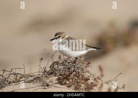 Kentish plover on Lanzarote, amongst a sand system of low dunes habitat where they will feed and also breed. Stock Photo