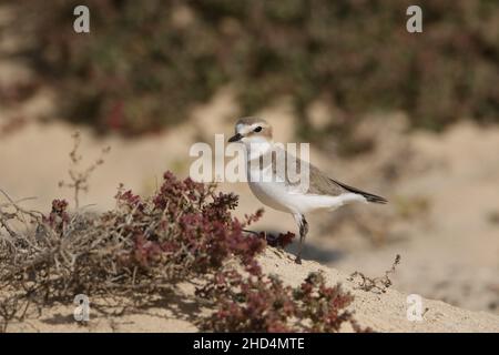 Kentish plover on Lanzarote, amongst a sand system of low dunes habitat where they will feed and also breed. Stock Photo