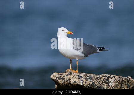 Adult yellow legged gull on the coast of Lanzarote where they reside. Stock Photo