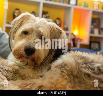 Portrait of an adorable Tibetan Terrier indoors Stock Photo