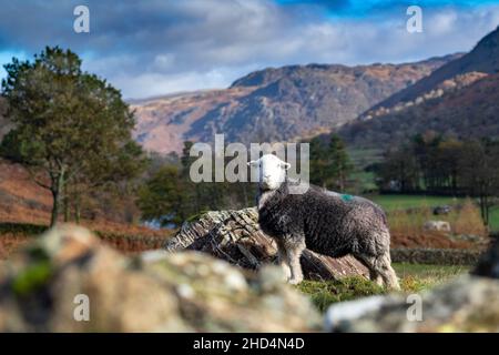 Herdwick sheep grazing on rough mountainside in the Seathwaite valley, Borrowdale, in the English Lake District, UK. Stock Photo