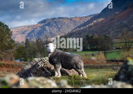 Herdwick sheep grazing on rough mountainside in the Seathwaite valley, Borrowdale, in the English Lake District, UK. Stock Photo