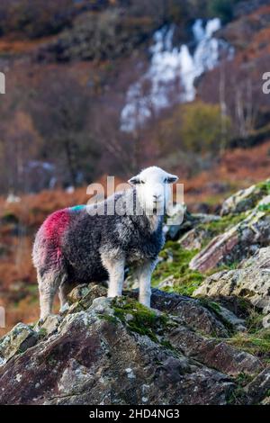 Herdwick sheep grazing on rough mountainside in the Seathwaite valley, Borrowdale, in the English Lake District, UK. Stock Photo