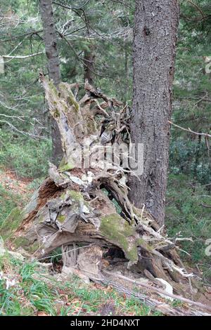 interesting trunk structures in the eastern spruce Stock Photo