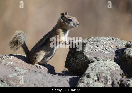 Close-up shot of a cute chipmunk standing on stone with a blurred background Stock Photo
