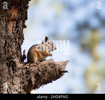 Close-up shot of a cute chipmunk sitting on a fallen tree with a blurred background Stock Photo