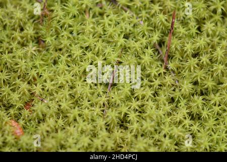 Tiny star moss plant after the rain. Selective focus macro natural background. Stock Photo