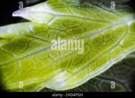 Green celery leaf macro under the microscope with a magnification of 40 times Stock Photo