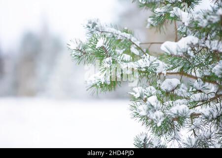 Spruce branches covered with white snow against the background of a blurred forest. Stock Photo