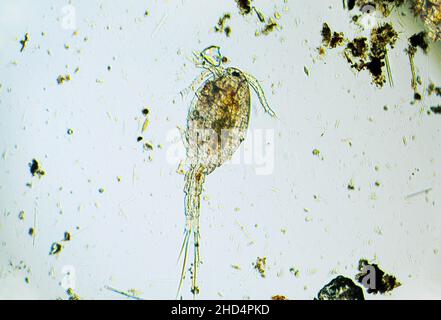 Copepod Cyclops is small crustacean found in freshwater pond. Zooplankton, micro crustacean under the light microscope. Magnification of 100 times, mi Stock Photo