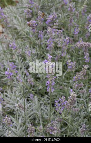 Lavandula angustifolia  shrub in bloom Stock Photo