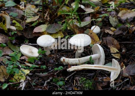 Tricholoma stiparophyllum, known as chemical knight, wild mushroom from Finland Stock Photo