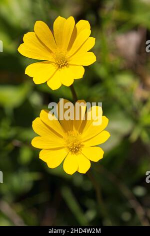 Yellow anemone Anemone palmata near Almadova Alentejo region Portugal February 2017 Stock Photo