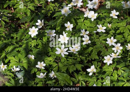 Wood anemone Anemone nemorosa group growing by roadside near Blandford Dorset England UK April 2017 Stock Photo