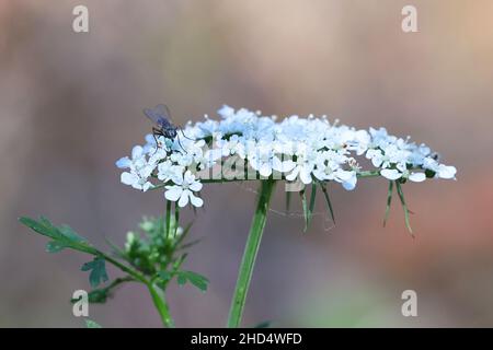 Aethusa cynapium, commonly known as fool's parsley, fool's cicely or poison parsley, deadly poisonous plant from Finland Stock Photo