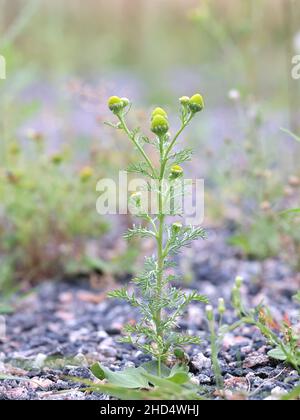 Matricaria discoidea, commonly known as Pineapple Mayweed, Disc mayweed, Pineapple weed, Pineapple-weed, Rayless chamomile, Rayless mayweed or Wild ch Stock Photo