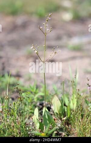 Alisma plantago-aquatica, commonly known as Water-plantain, Great water plantain or Mad-dog weed, wild plant from Finland Stock Photo