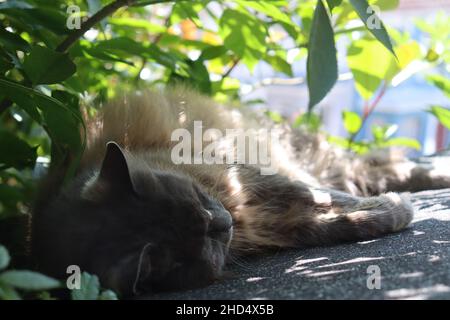 A cat sleeping in the sun under a tree Stock Photo