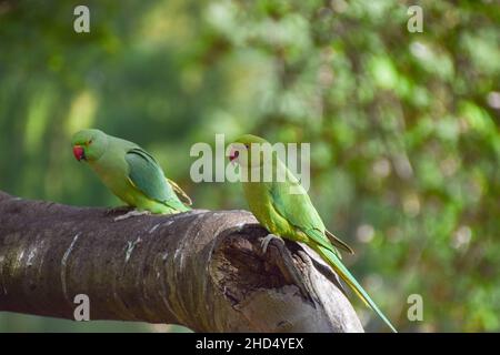 Ring-necked parakeets in a park in London, UK. Stock Photo