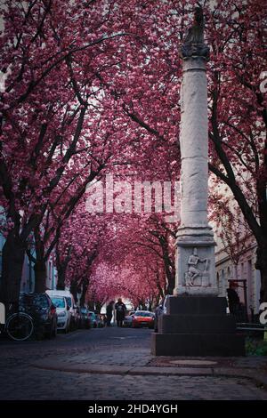 cherry blossom bonn city with light trails at the blue hour Stock Photo