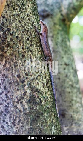 Bronze Gecko at the Seychelles Islands, Indian Ocean, Africa. Stock Photo