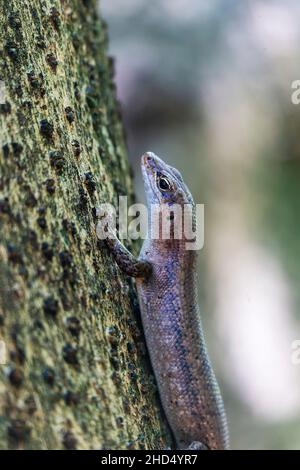 Bronze Gecko at the Seychelles Islands, Indian Ocean, Africa. Stock Photo