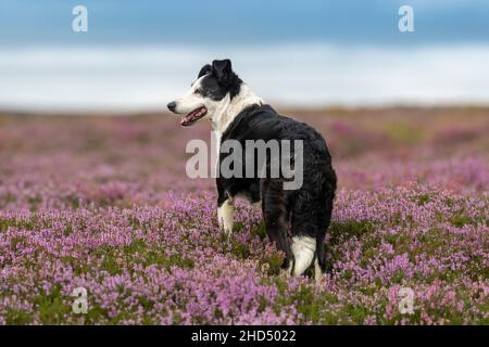 Sheepdog on heather covered moorland, North York Moors National Park, UK. Stock Photo