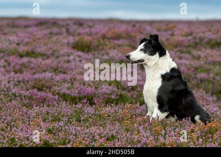 Sheepdog on heather covered moorland, North York Moors National Park, UK. Stock Photo