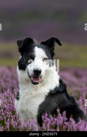 Sheepdog on heather covered moorland, North York Moors National Park, UK. Stock Photo