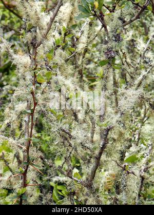 A vertical shot of moss and lichen on branches Stock Photo
