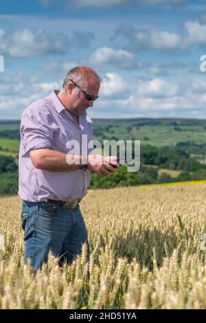 Farmer on Mobile phone in wheat field. Co. Durham, UK Stock Photo