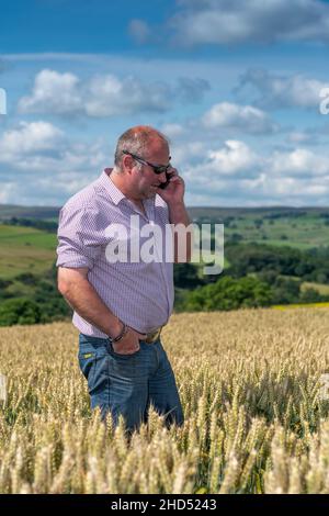 Farmer on Mobile phone in wheat field. Co. Durham, UK Stock Photo