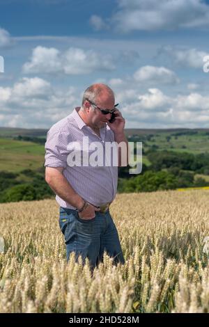 Farmer on Mobile phone in wheat field. Co. Durham, UK Stock Photo
