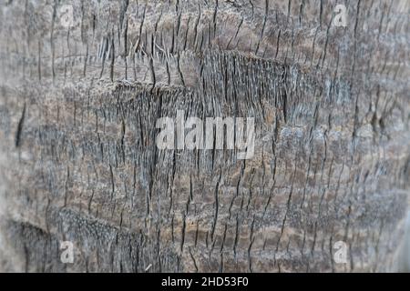Closeup of bark detail of the trunk of a mature palm tree, great for background Stock Photo