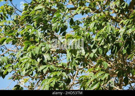 Ceiba speciosa foliage and fruit.  Chorisia Speciosa silk floss tree Stock Photo
