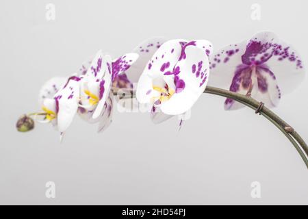 white and purple spotted orchid Stock Photo