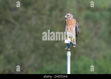 A Red-shouldered hawk of the Florida 'extimus' subspecies sits on a sprinkler in a farmer's field near 7-mile road in Clermont, Florida. Stock Photo