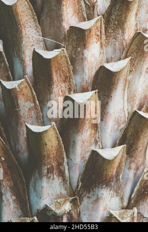Close up of a palm tree trunk, natural texture background. High quality photo Stock Photo