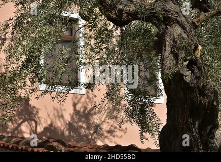 Traditional rural house facade with a Venetian stucco wall, wooden windows with white trim and an ancient olive tree in Leonidio, Arcadia Greece. Stock Photo