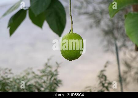 Photo of a lemon hanging from a lemon tree Stock Photo