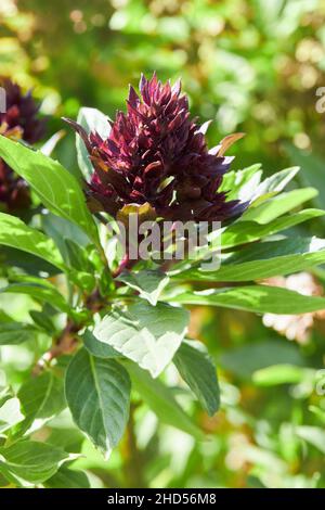 Origanum (oregano) vulgare grows in the garden. Flowers of origanum vulgare, natural background. Stock Photo