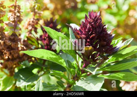 Origanum (oregano) vulgare grows in the garden. Flowers of origanum vulgare, natural background. Stock Photo